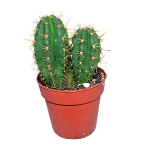 Cactus San Pedro