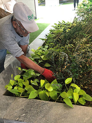 Mantenimiento De Jardines