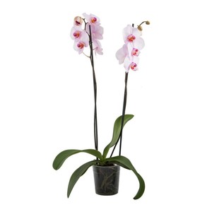 Phalaenopsis