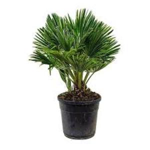 Chamaerops humilis (palmito)